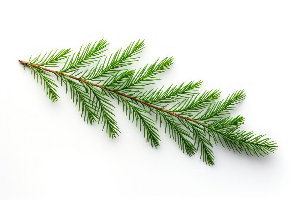 Fir tree branch spruce plant leaf.