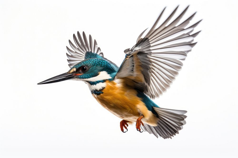 Flying kingfisher bird flying animal beak.