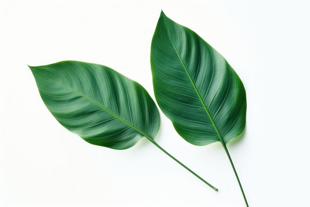  Tropical plant leaf white background. AI generated Image by rawpixel.