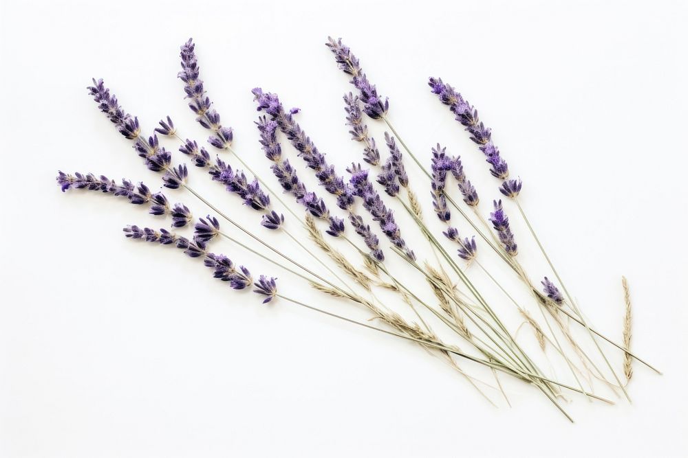 Real Pressed a lavenders flower plant herb.