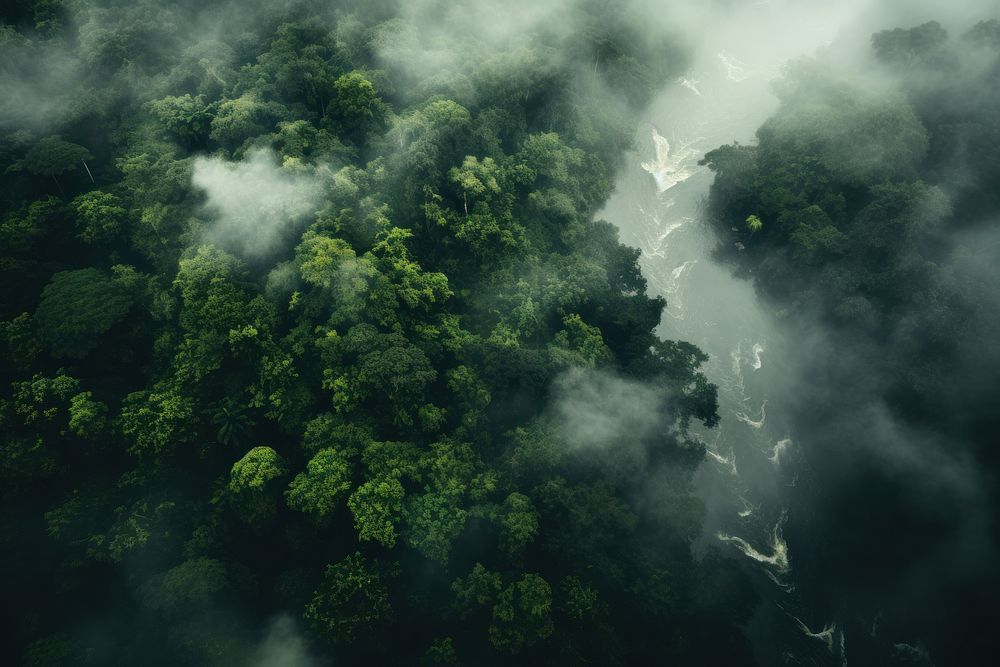  Foliage forest tree rainforest. AI generated Image by rawpixel.
