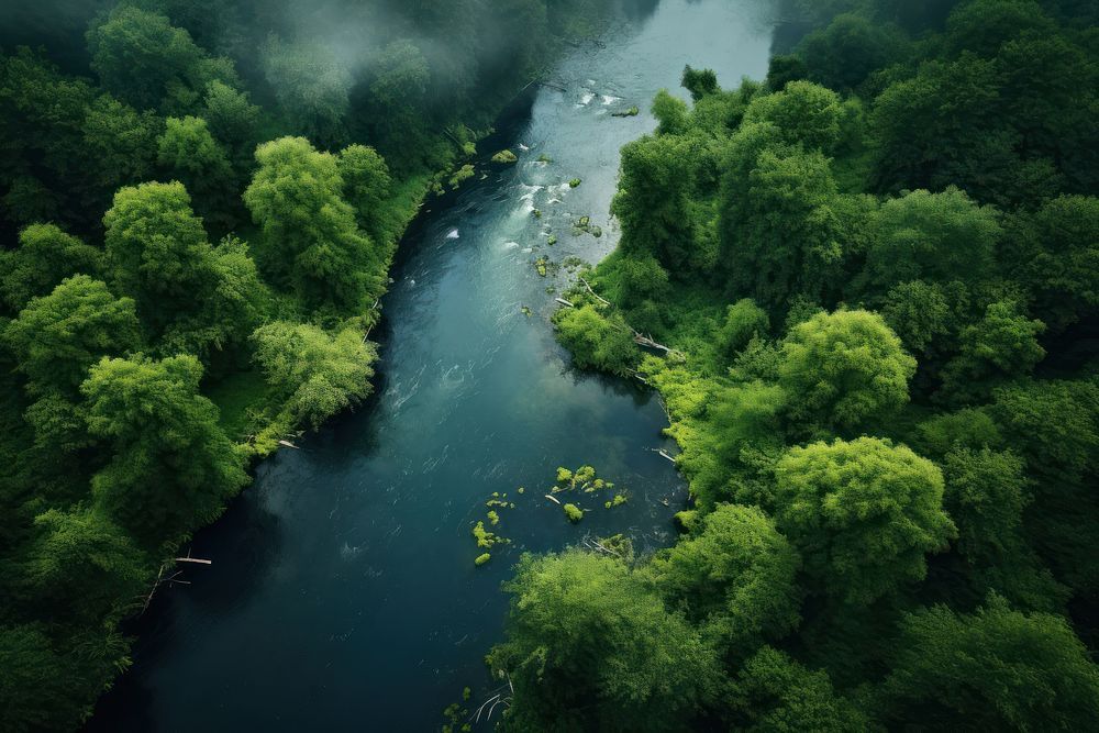  Foliage forest river outdoors. AI generated Image by rawpixel.
