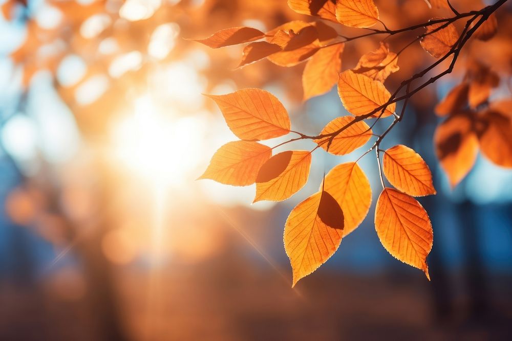 Autumn nature backgrounds sunlight.