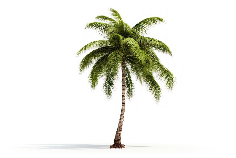 Palm tree coconut plant.