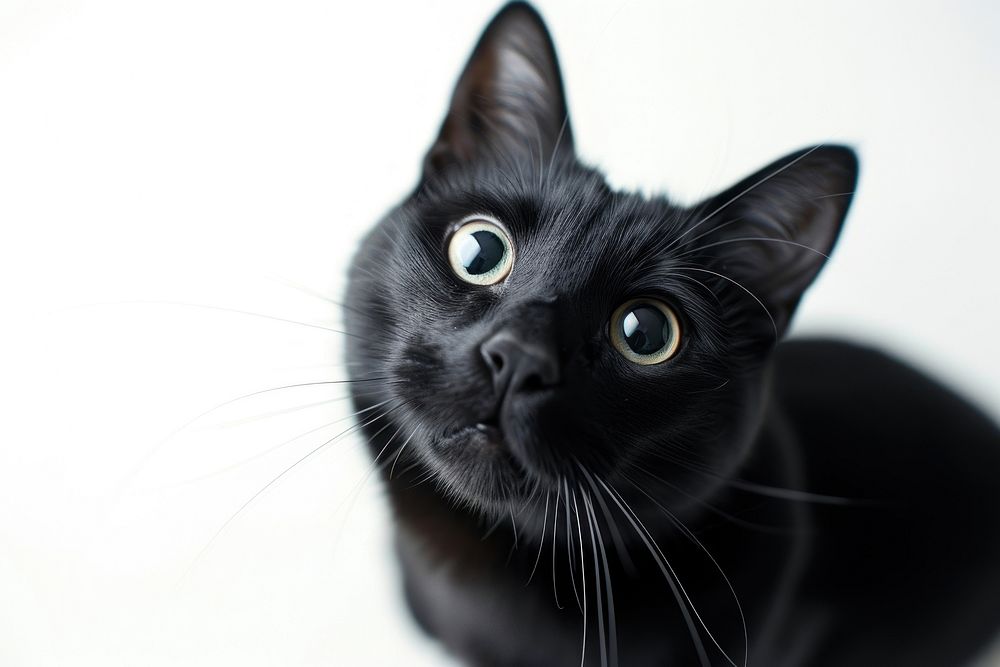 Black cat animal mammal pet.