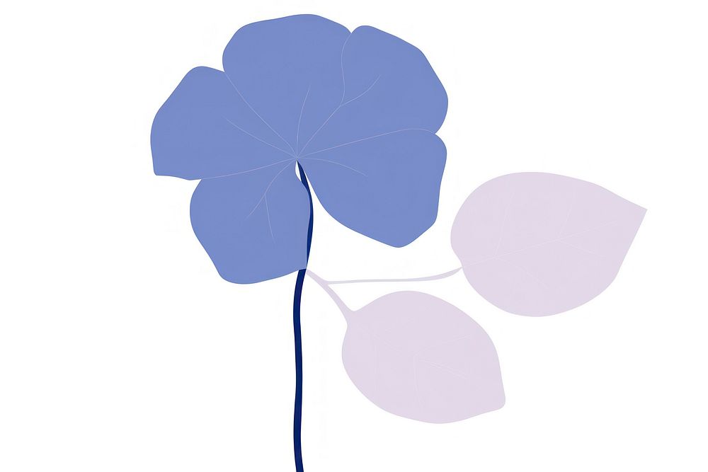 Hydrangea minimalist form flower nature petal.
