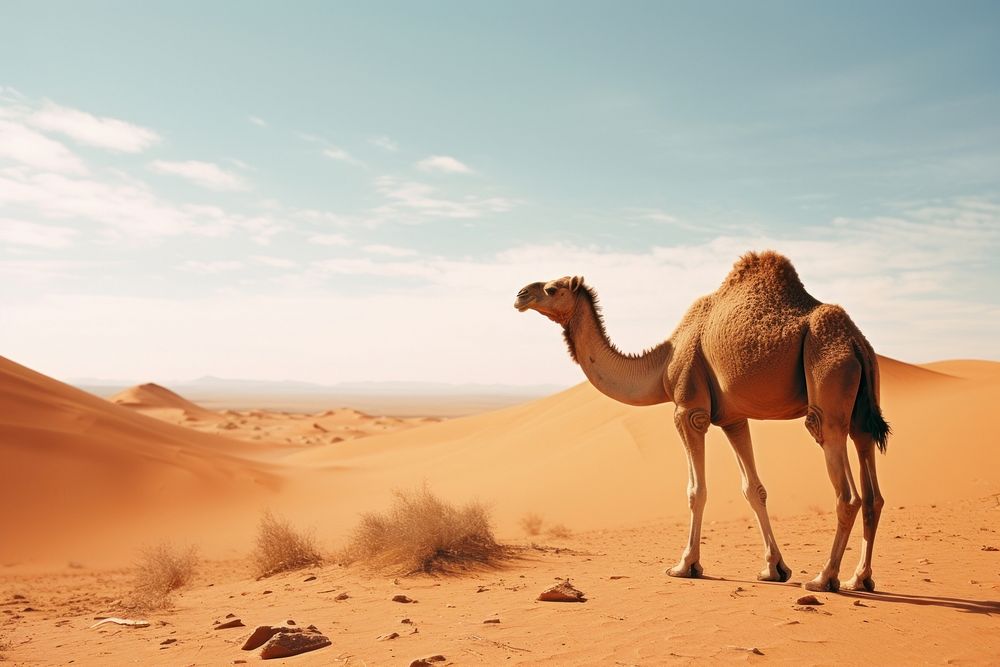 Camel outdoors nature desert. AI generated Image by rawpixel.