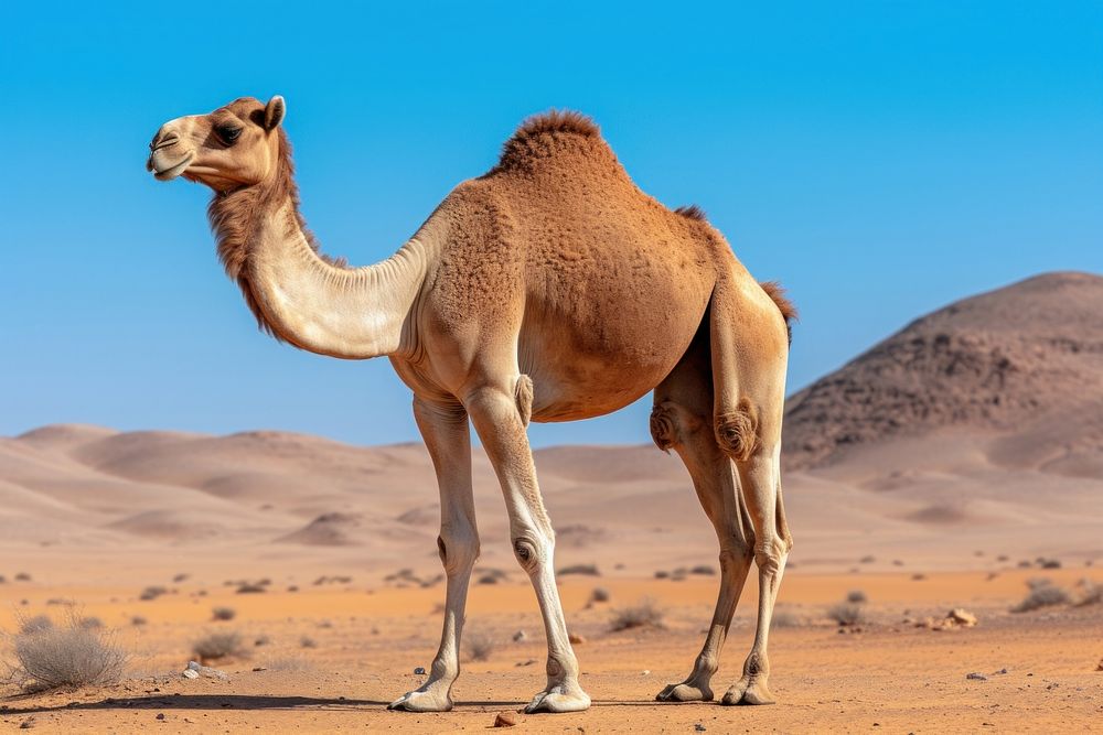 Camel wildlife desert animal. AI generated Image by rawpixel.