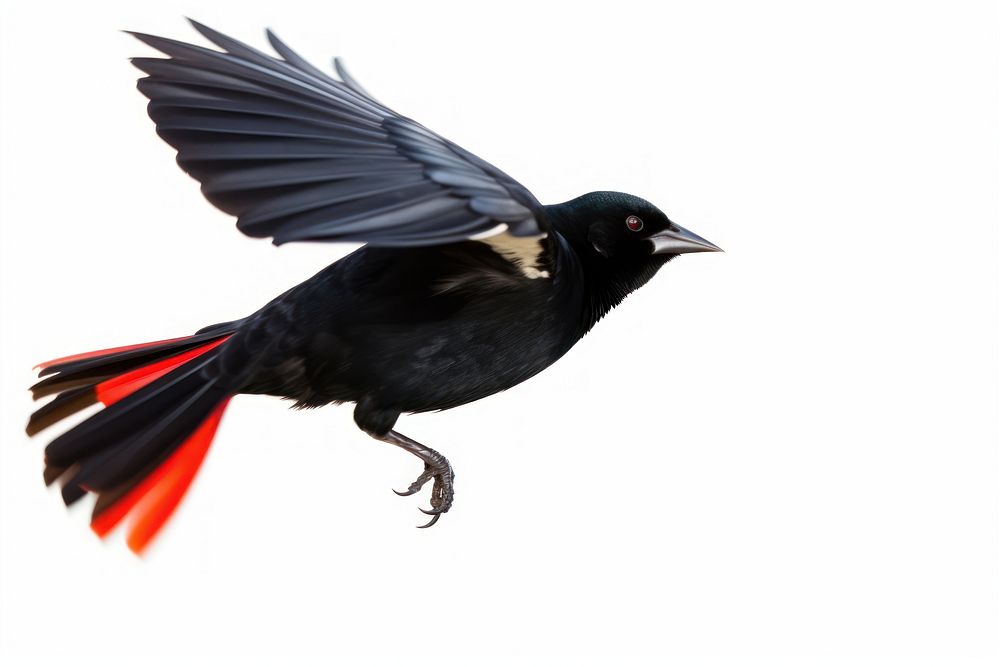 Red winged blackbird animal flying beak. AI generated Image by rawpixel.