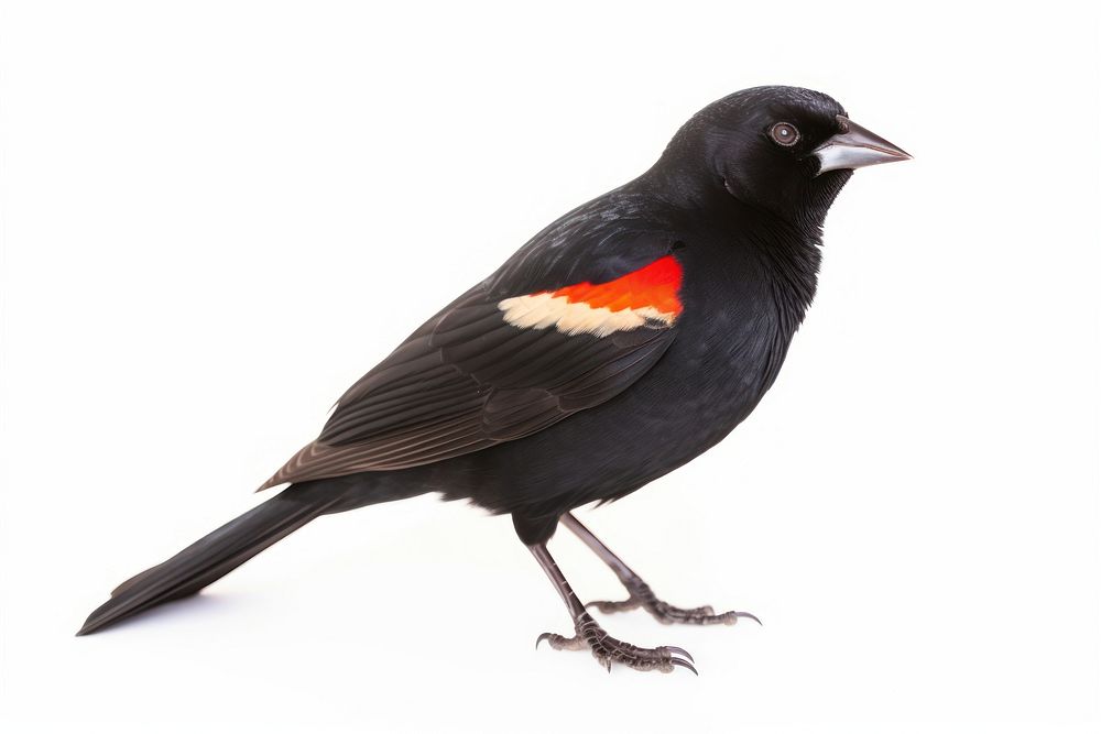 Red winged blackbird animal white background wildlife. AI generated Image by rawpixel.