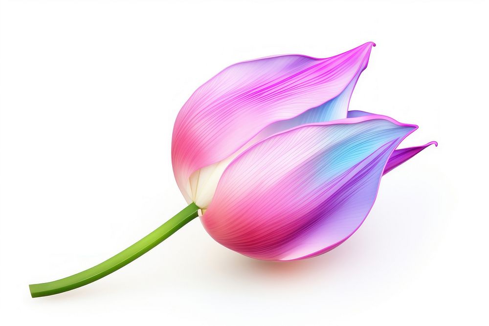 Tulip iridescent flower petal plant.