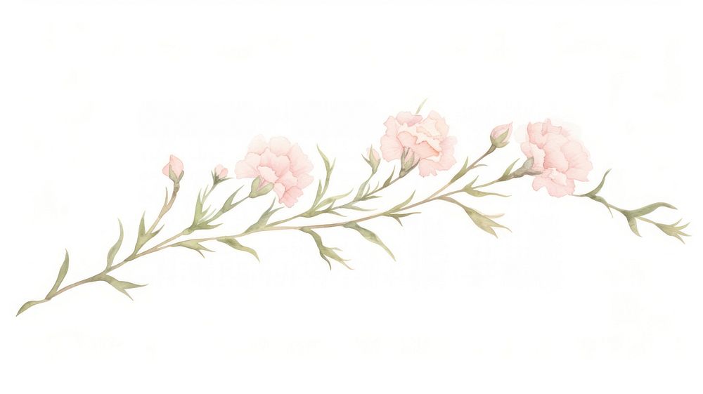 Carnation branch as line watercolour illustration flower plant white background.