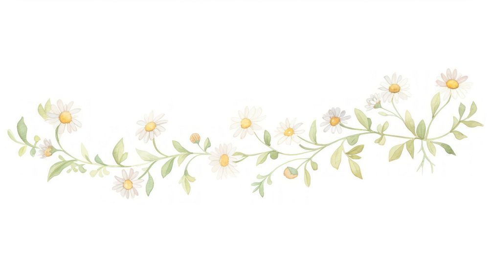 Daisies branch as line watercolour illustration pattern flower plant.