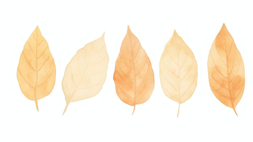 Dried autumn leaves as line watercolour illustration plant leaf white background.