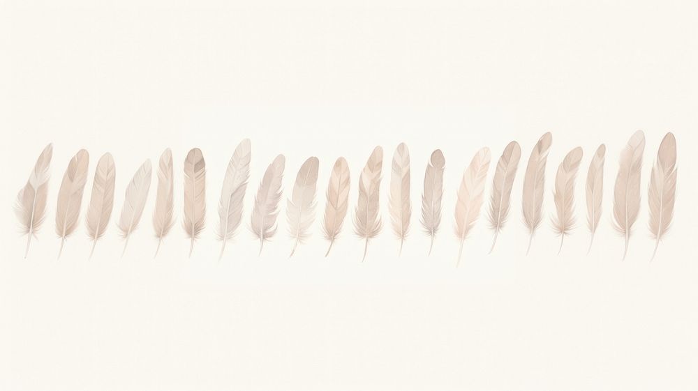 Feathers as line watercolour illustration backgrounds white background abstract.