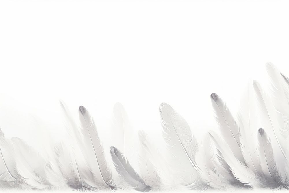 White feathers boarder backgrounds white background lightweight.