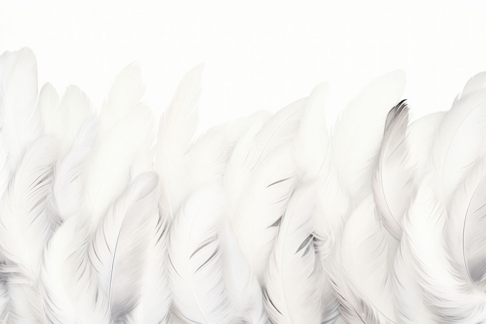 White feathers boarder backgrounds accessories copy space.