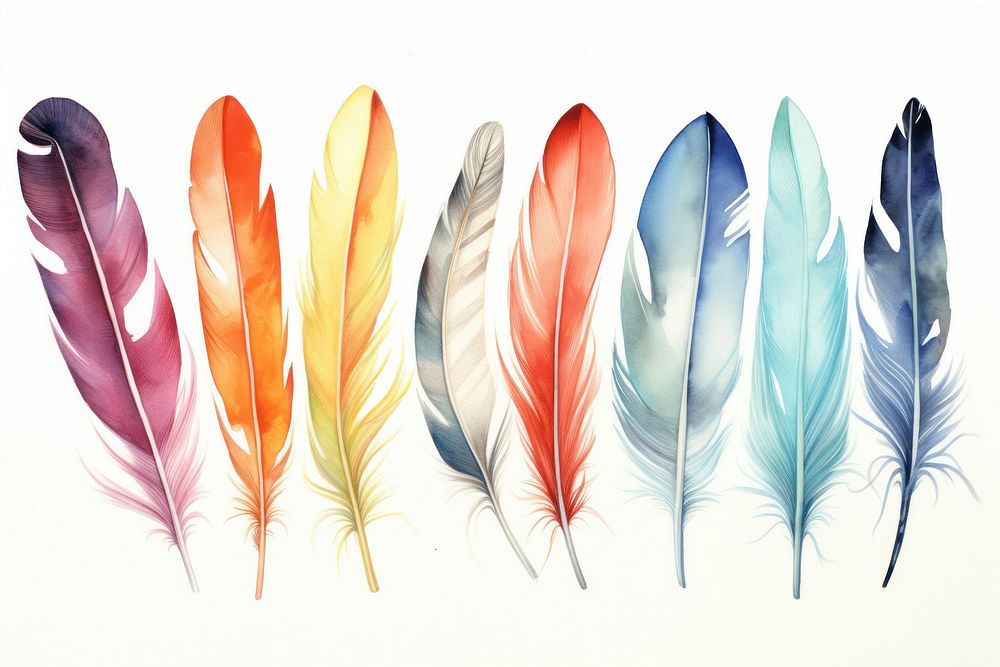Feathers boarder water white background lightweight.