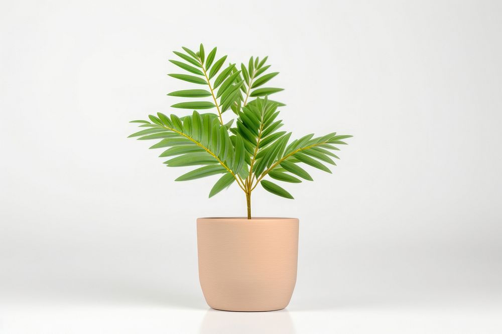 Simple tree pot  plant leaf studio shot.