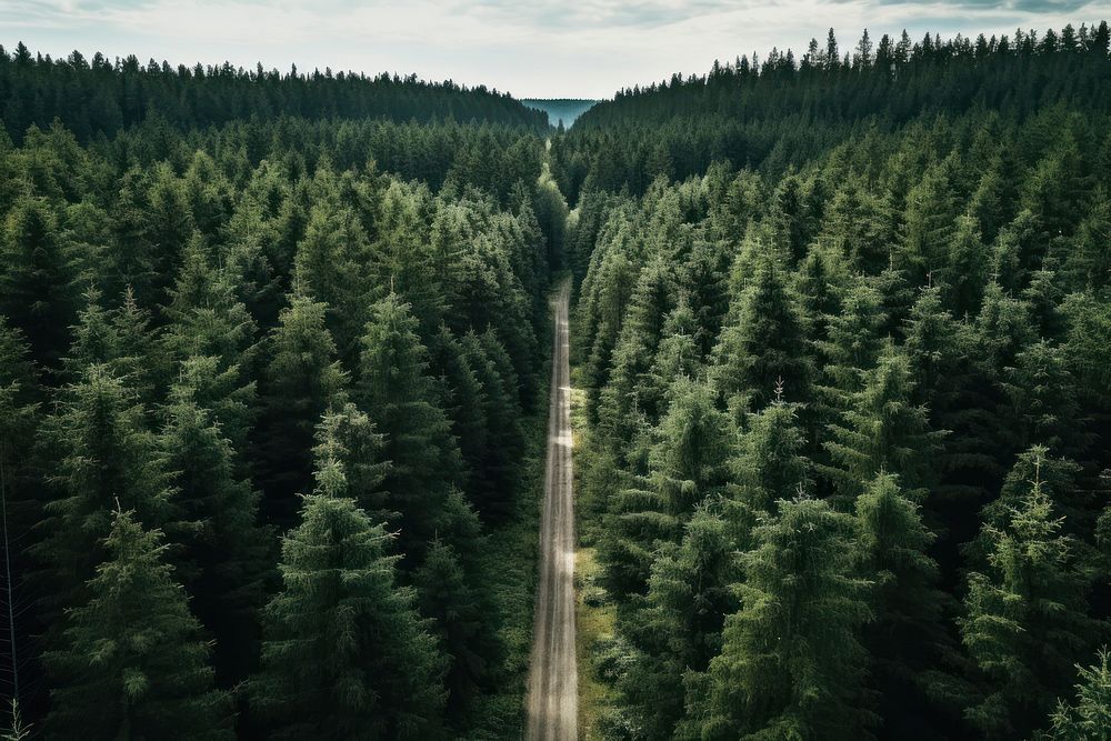 Aerial view of pine forest road outdoors woodland.
