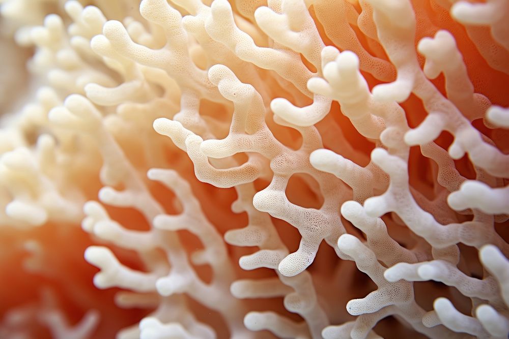 Healthy coral sea nature pomacentridae.