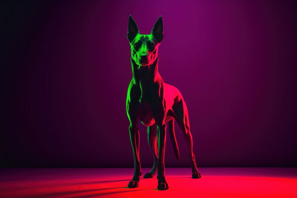 Illustration Dobermann neon rim light purple portrait animal.