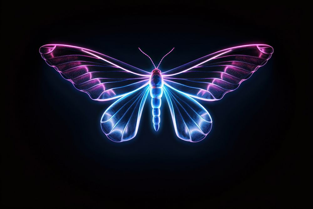 Illustration flying moth Neon rim light neon insect animal.