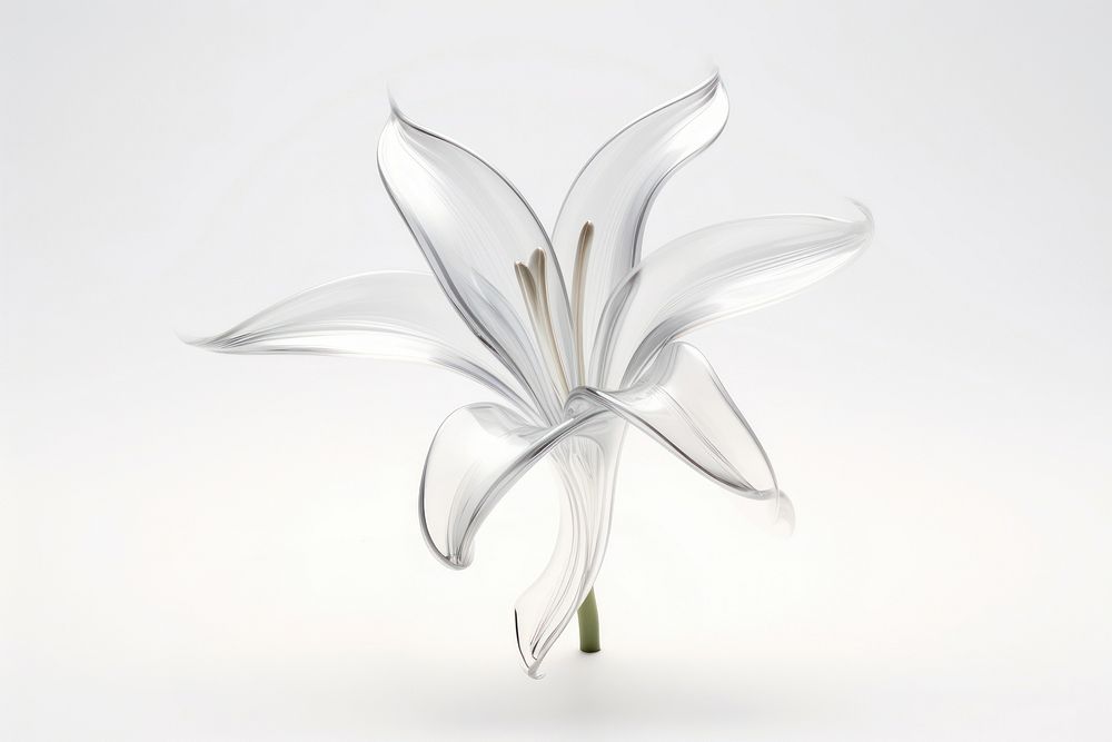 Lily shape transparent minimal flower plant white.