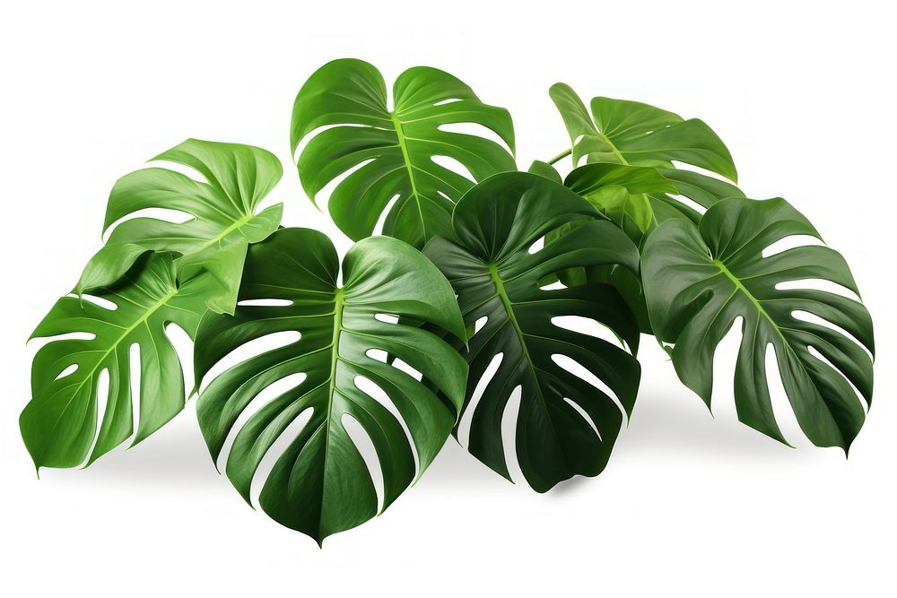 Plant tropics green leaf.