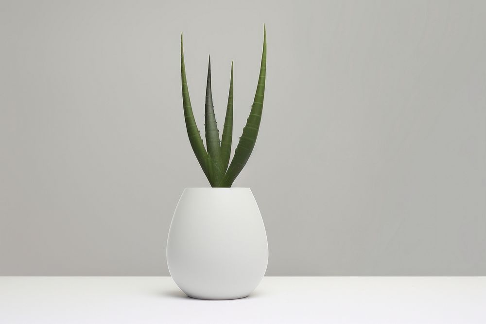 Aloe vera houseplant vase decoration flowerpot. AI generated Image by rawpixel.