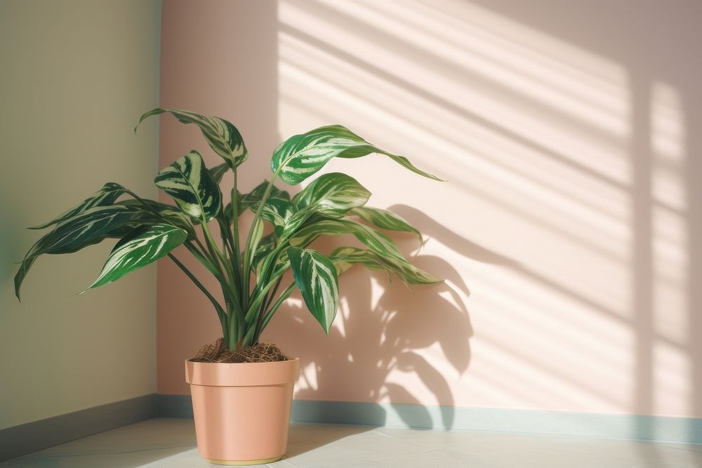 Houseplant leaf flowerpot sunlight. AI generated Image by rawpixel.