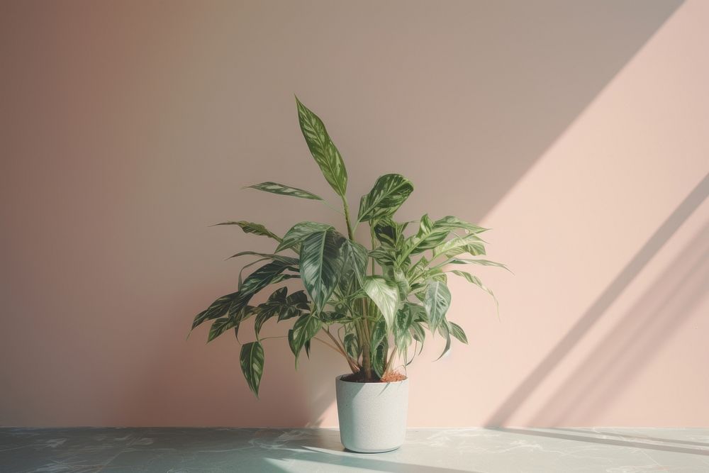 Houseplant leaf flowerpot floristry. AI generated Image by rawpixel.