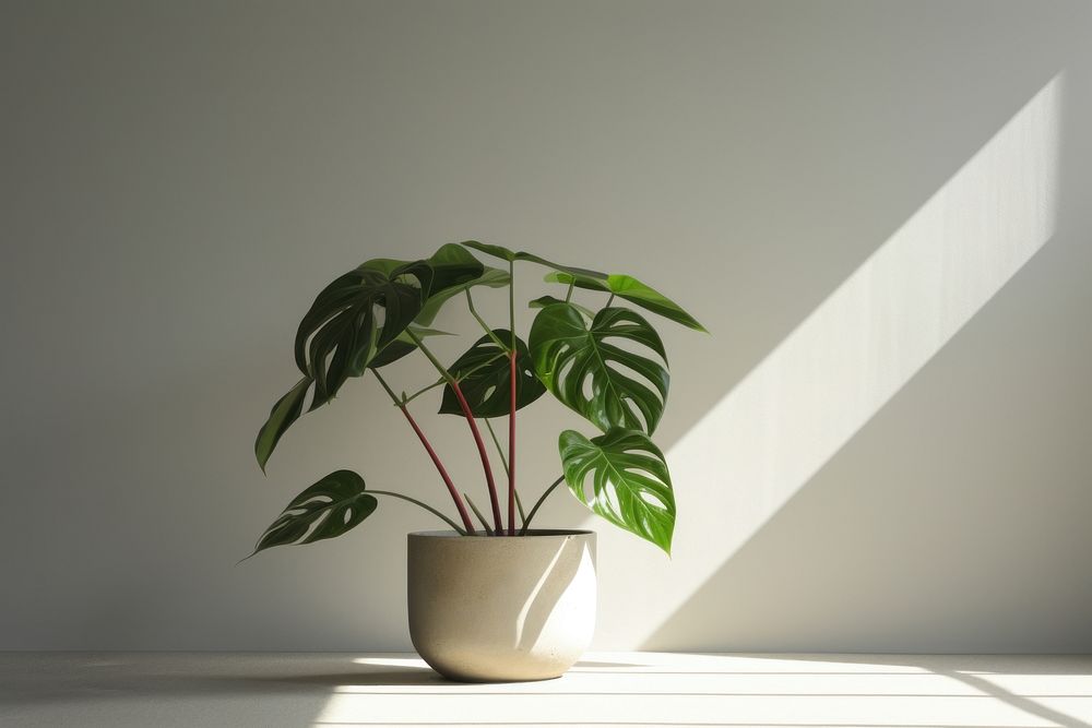 Houseplant leaf flowerpot freshness. AI generated Image by rawpixel.