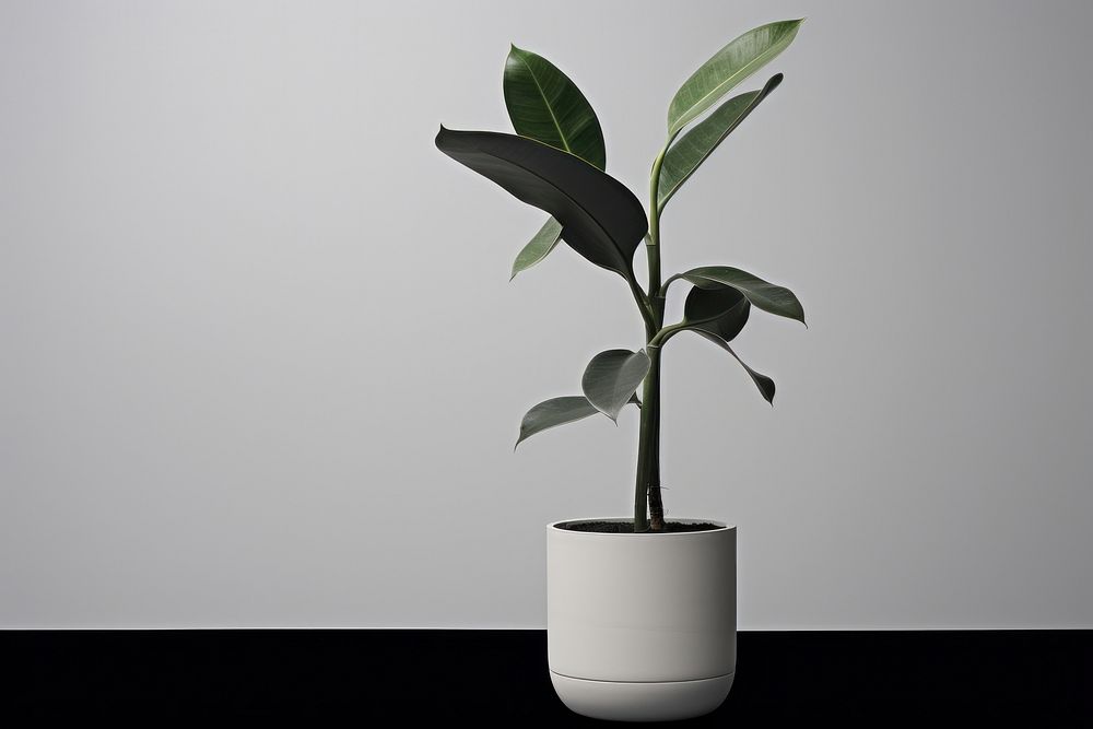 Indian rubber houseplant bonsai leaf freshness. AI generated Image by rawpixel.