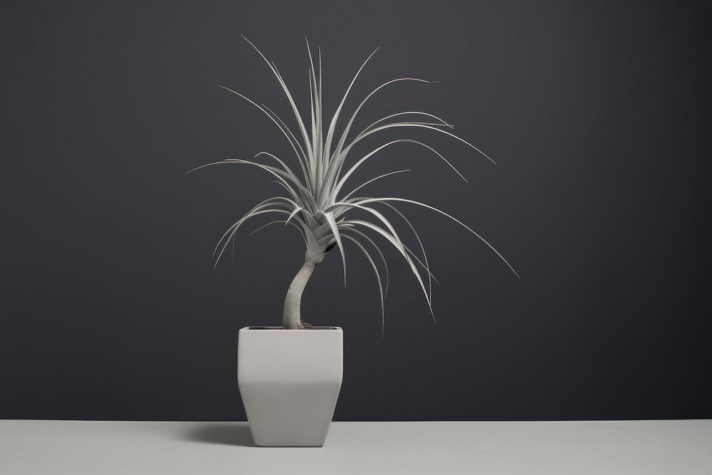 Tillandsia houseplant vase flowerpot floristry. AI generated Image by rawpixel.