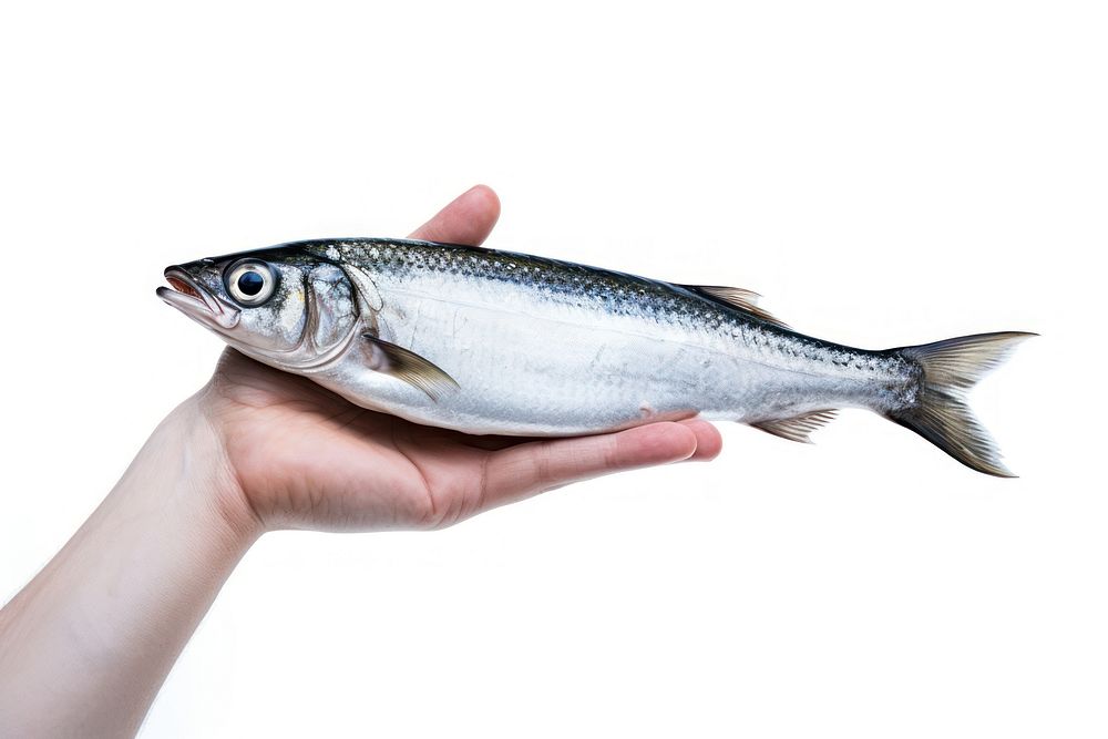 Hand hold dead mackerel fish seafood sardine animal.