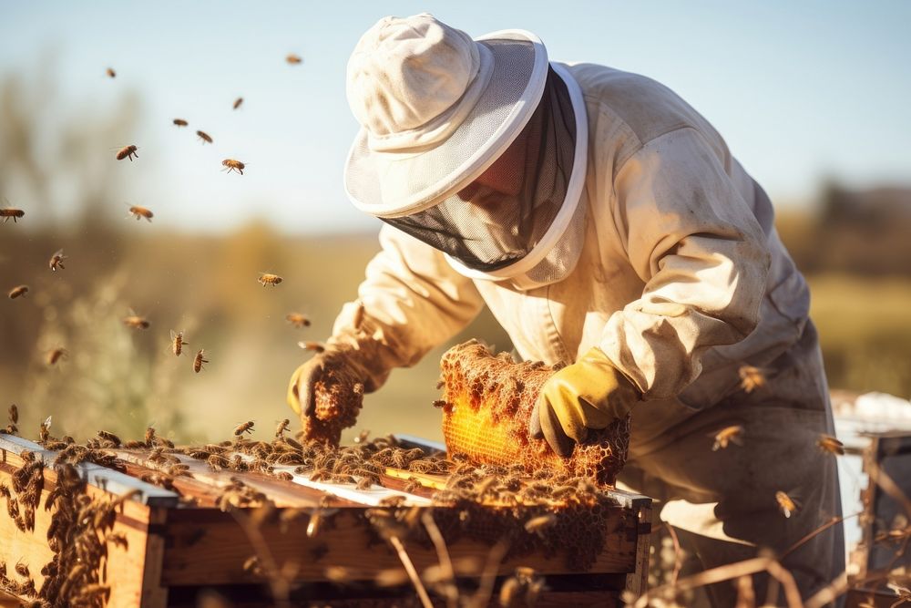 Honey bee beehive harvest.