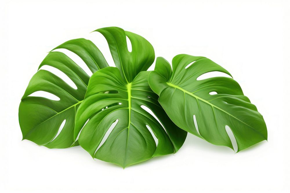 Monstera delicosa leaves plant leaf white background.