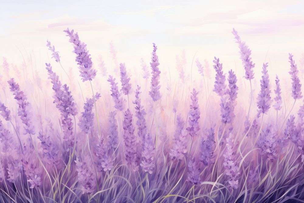  Painting of lavender border backgrounds outdoors blossom. 