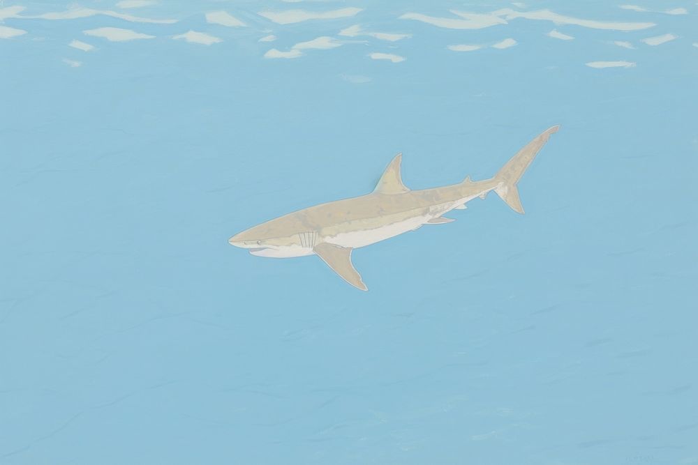 Shark animal fish underwater.
