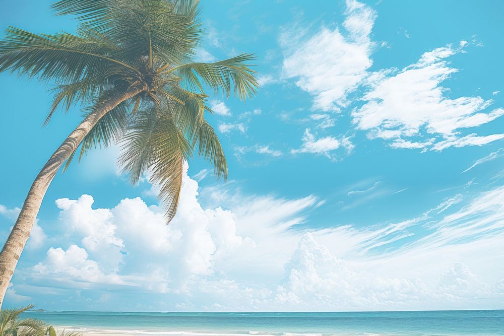 Palm tree on tropical beach with blue sky backgrounds outdoors horizon.