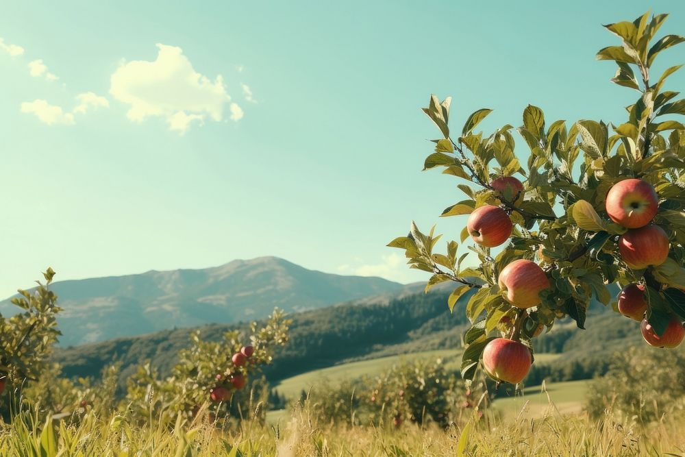 Apple farm mountain sunlight outdoors. AI generated Image by rawpixel.