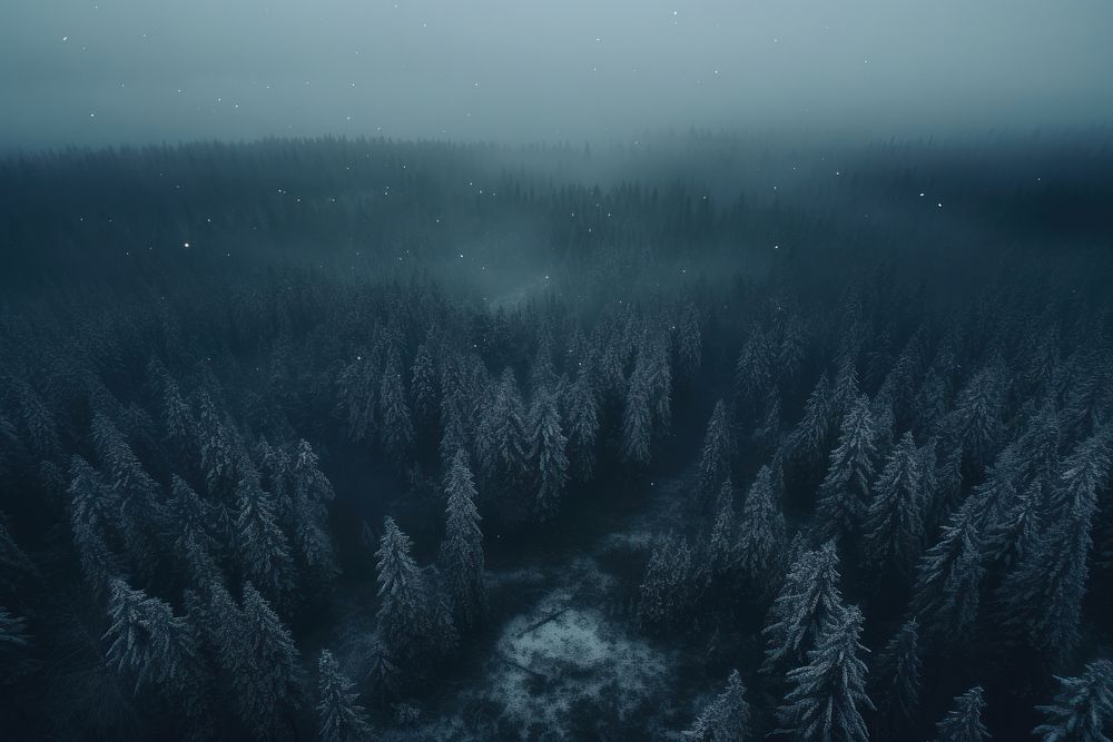  Forest night outdoors woodland. AI generated Image by rawpixel.