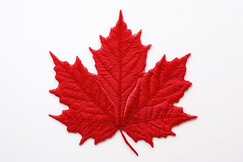 Maple leaf in embroidery style plant tree pattern.