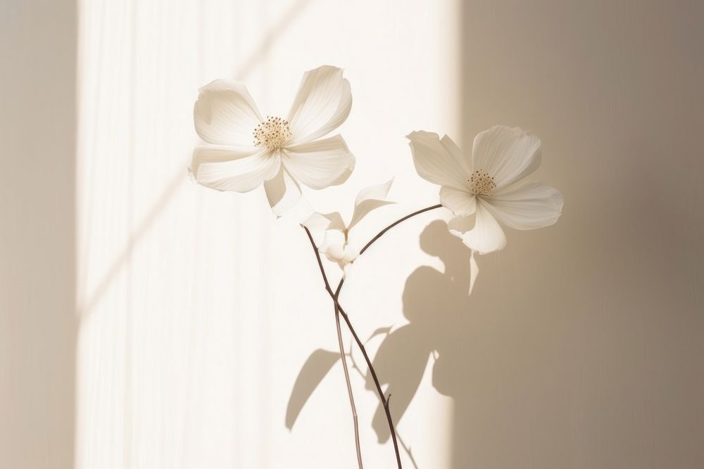 White flower blossom shadow petal.