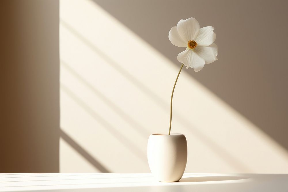 White flower shadow petal plant.