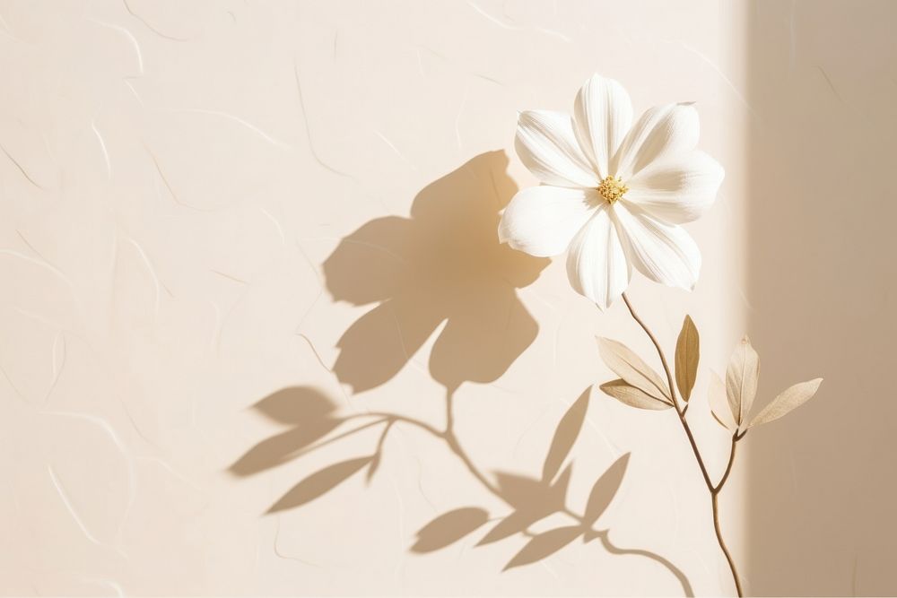 White flower white shadow petal.