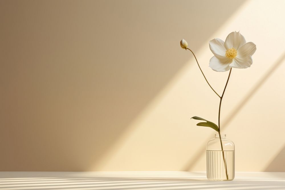 White flower shadow petal plant.