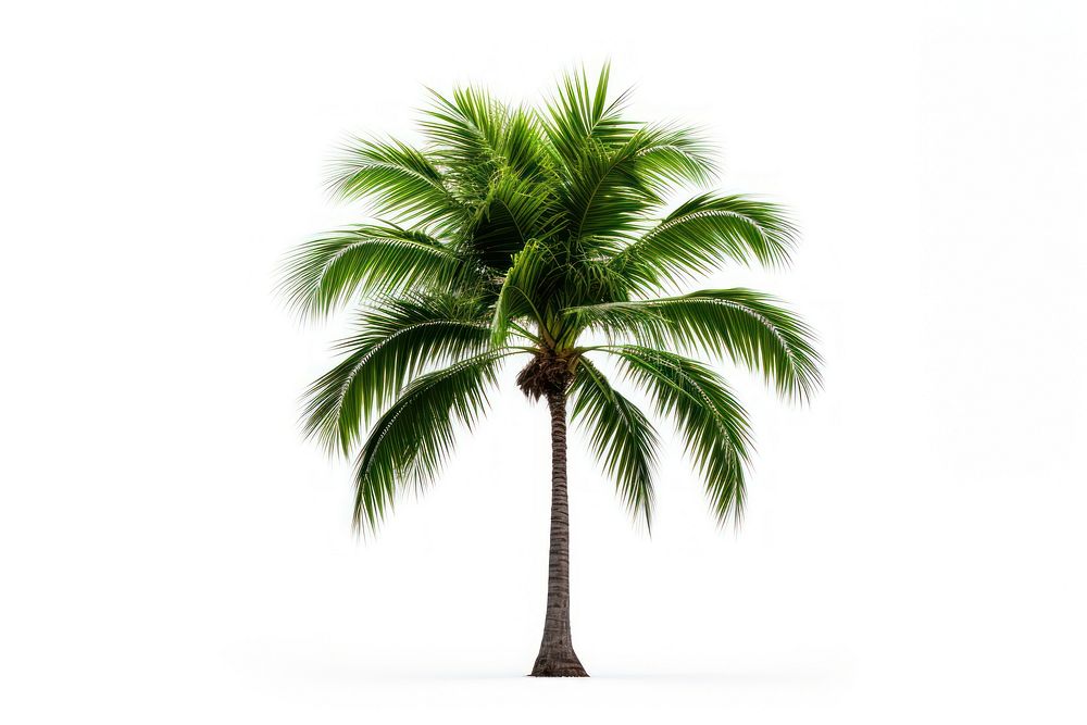 Palm plant tree white background.