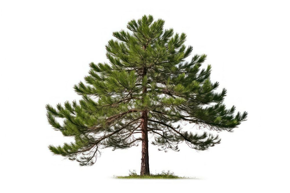 Pine pine plant tree.